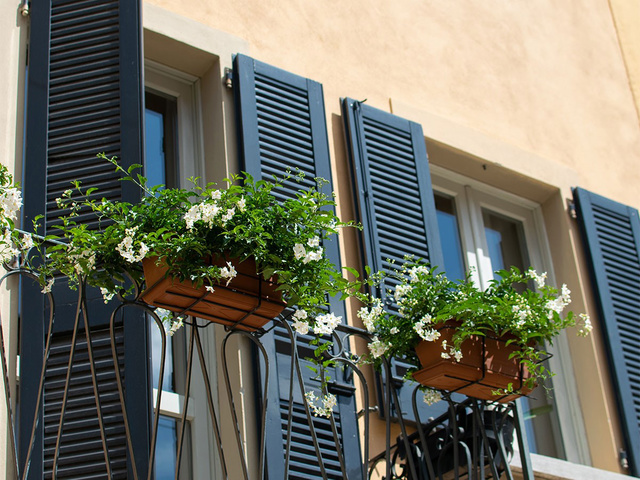 گیاهان گلدار / Flowering Plants به عنوان گیاه آپارتمانی| شرکت تهران دیزاین سنتر